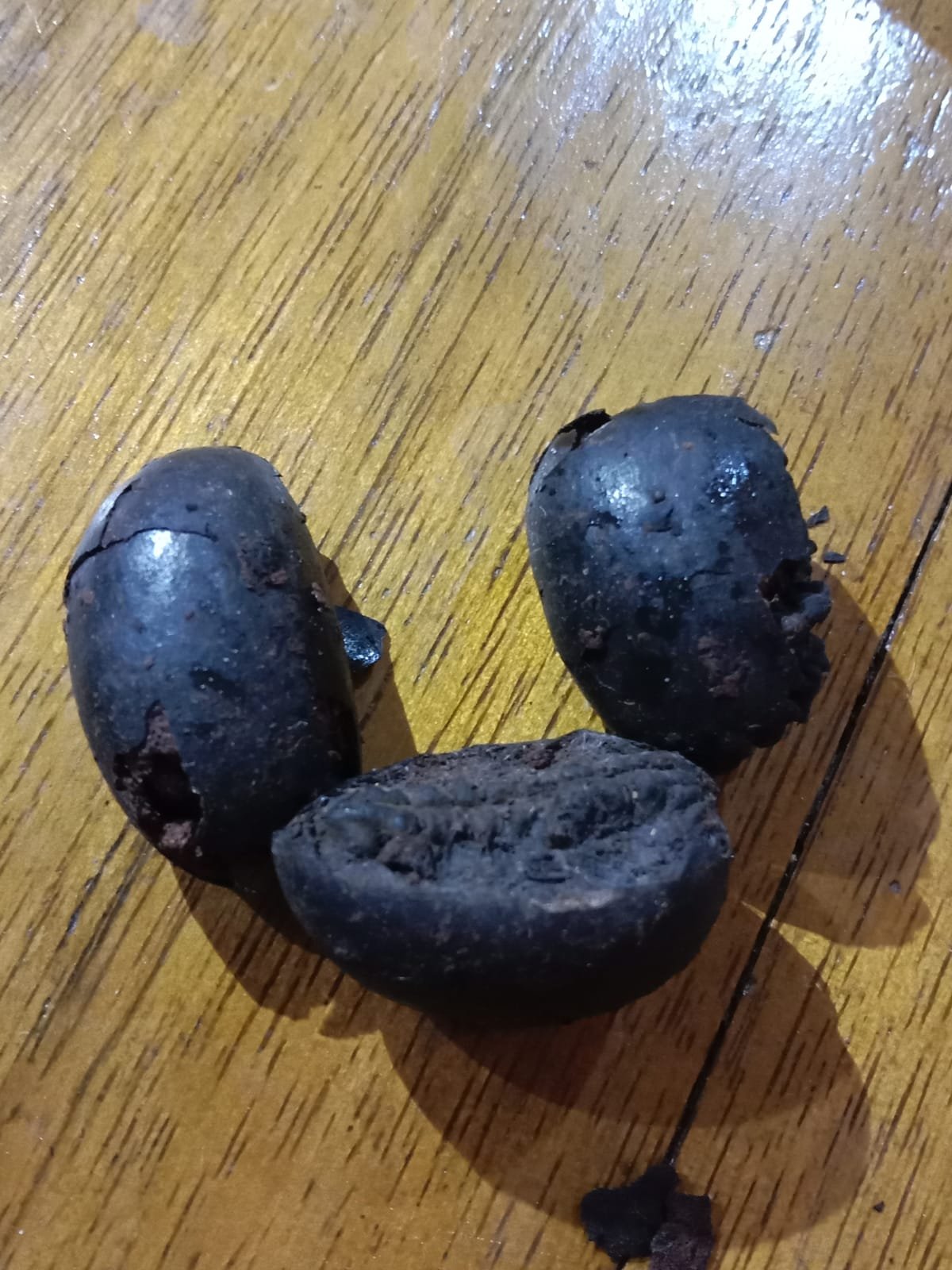 One Faced Nepal Rudrakhsa ( Ek Mukhi Natural Unprocessed Rudraksha with Fruit Pulp)